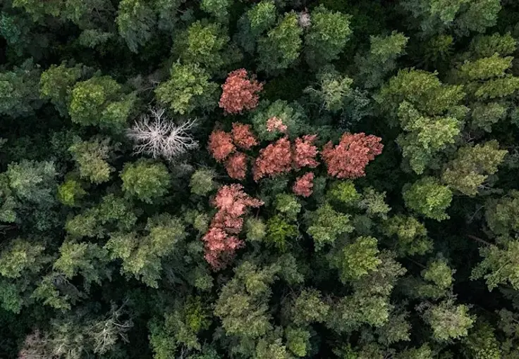 Space Data Denmark Showcase